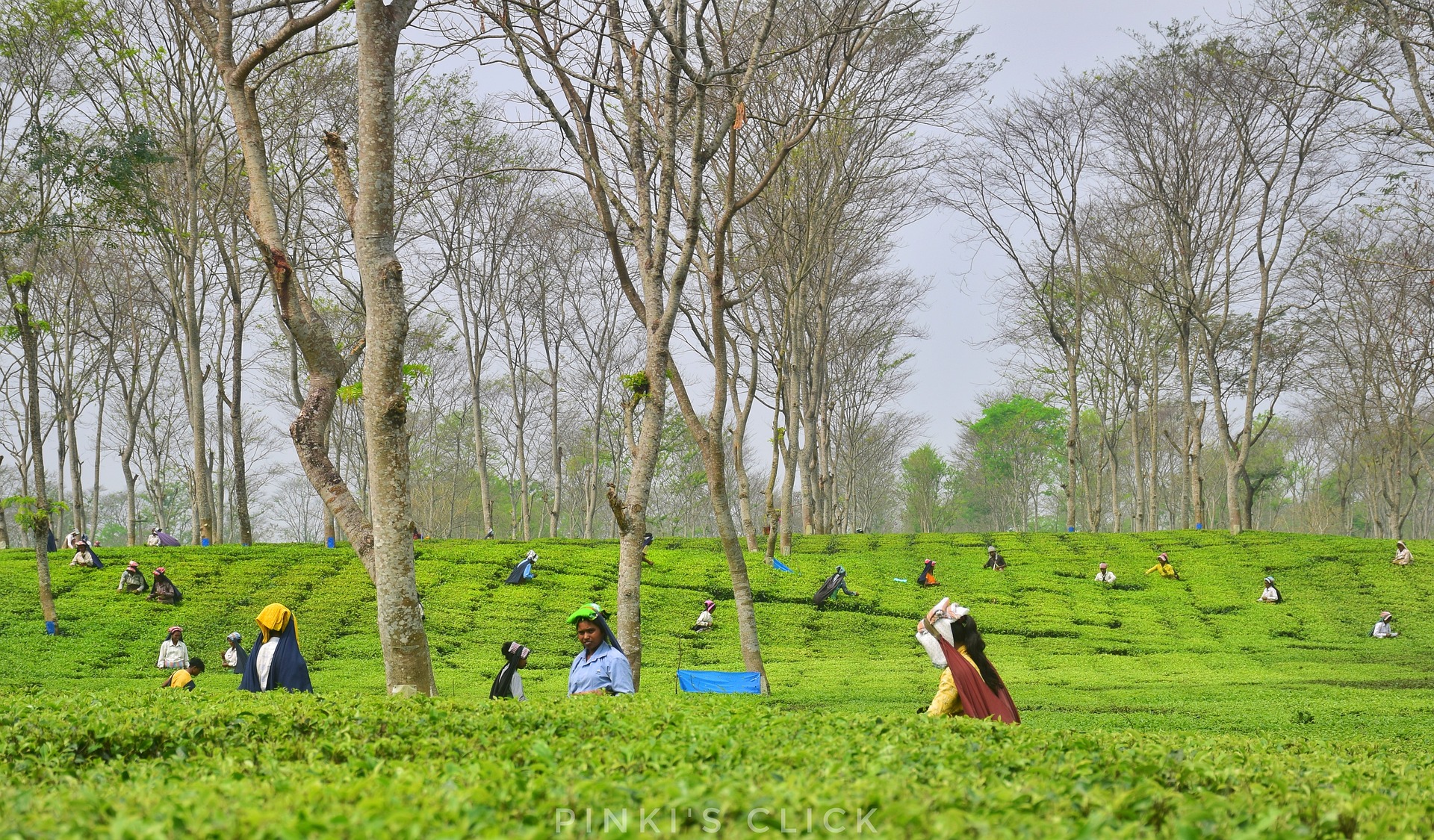 workers pick darjeeling tea india