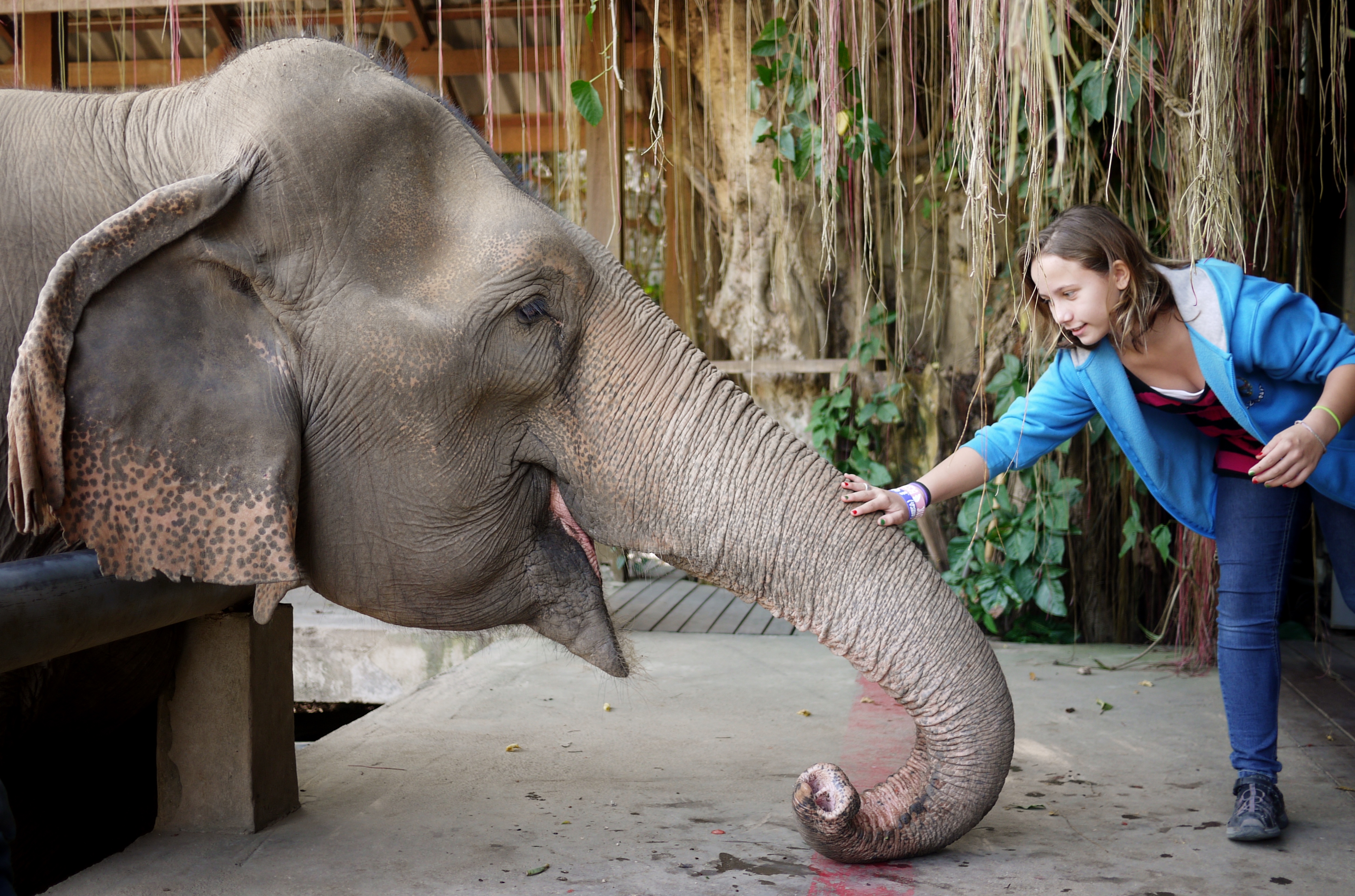 visiting thailand's elephant nature park in Chiang Mai